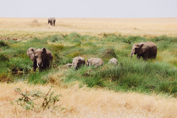Elephants in Savanna