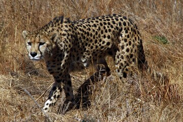 Beautiful cheetah in its natural habitat, walking in the grass