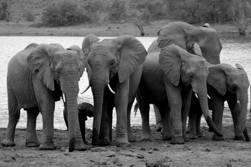 Grayscale shot of a herd of elephants gathering near a tranquil body of water