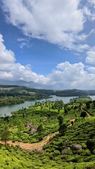 Obraz premium Aerial view of a lush tea plantation on green hills
