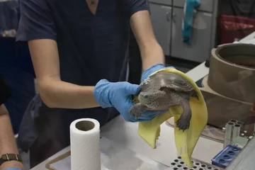Fotobehang Closeup of baby sea turtles in a veterinary hospital, being held by a worker in medical gloves. © Jon482/Wirestock Creators
