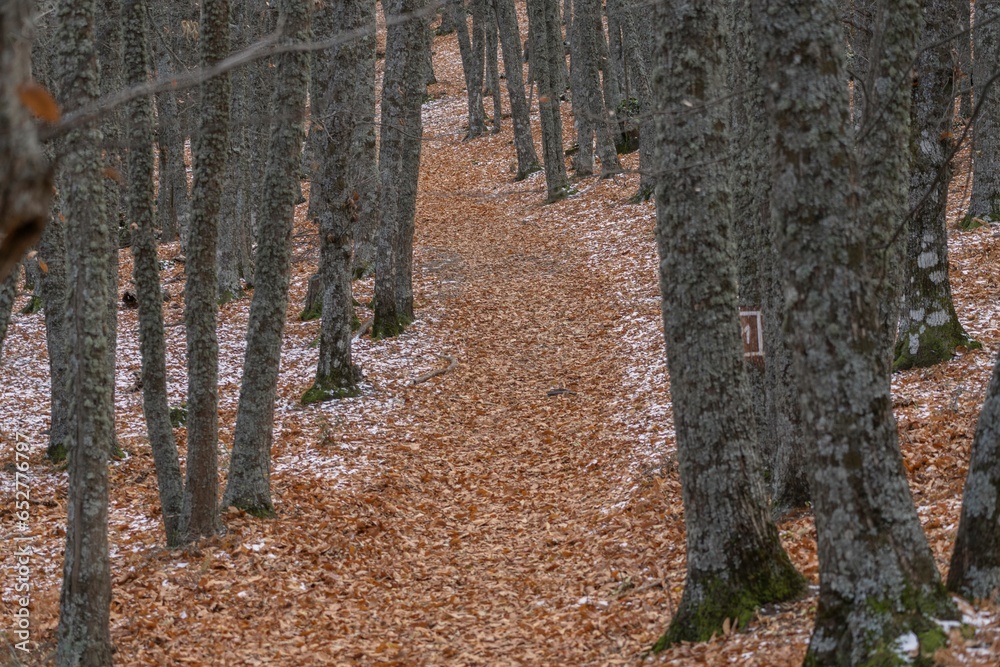 Poster Scenic view of a pathway in a forest in autumn in Avila, Spain