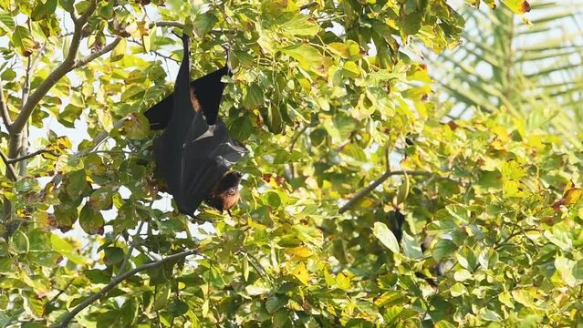 full shot of indian flying fox or greater indian fruit bat or Pteropus giganteus hanging on tree branch big yawn and preening cleaning wings keoladeo national park bharatpur sanctuary rajasthan india