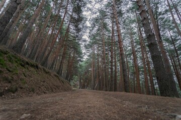 Trail through a dirt road with pine trees on the side of the road in the middle of autumn.