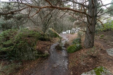 Autumn landscape with a river in the center of the image and trees without fallen leaves