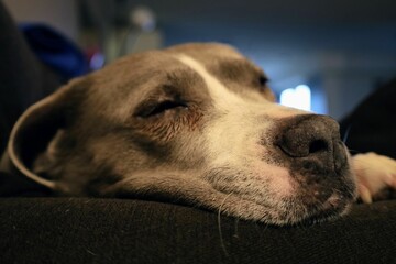 Closeup shot of the snout of a sleeping American Staffordshire Terrier on the blurred background