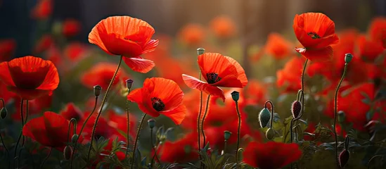 Foto op Aluminium Red poppies growing in a beautiful selectively focused field with soft lighting © AkuAku