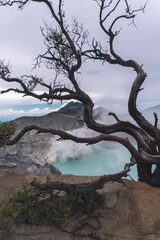 Vertical shot of a dry tree over an acid lake near the Kawaj Ijen volcano in Indonesia