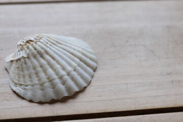 貝殻
