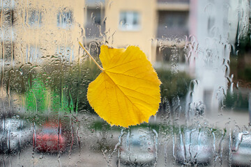 Autumn yellow birch leaf stuck to a wet window during autumn rain in the city. View from inside the house with a busy city street in the background. Autumn mood concept. Selective focus