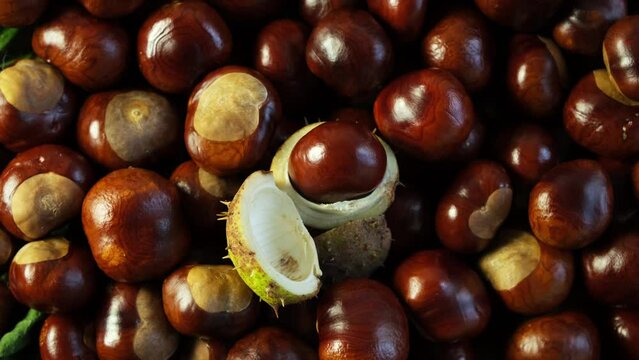 Autumn harvest of fresh chestnuts. Brown chestnut fruits, close-up.