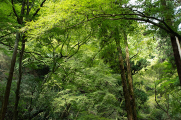 Fototapeta premium The beautiful forest around the walking path in Minoh, Osaka, Japan