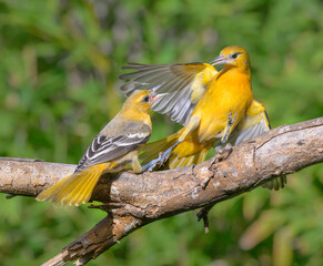 Young baltimore orioles (Icterus galbula) fighting, Galveston, Texas, USA.