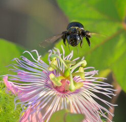 Female southern carpenter bee (Xylocopa micans) approaching flower of the scarletfruit...