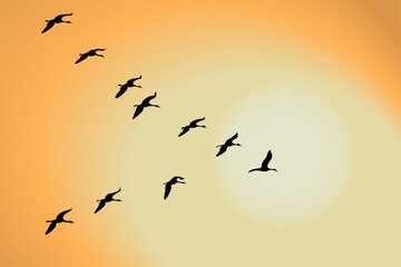 Fototapeta premium Migration of cranes, goose. Birds cranes flying of sunset.