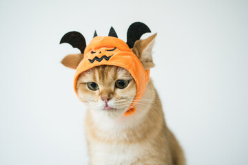 close up gold british cat with wearing pumpkin halloween concept