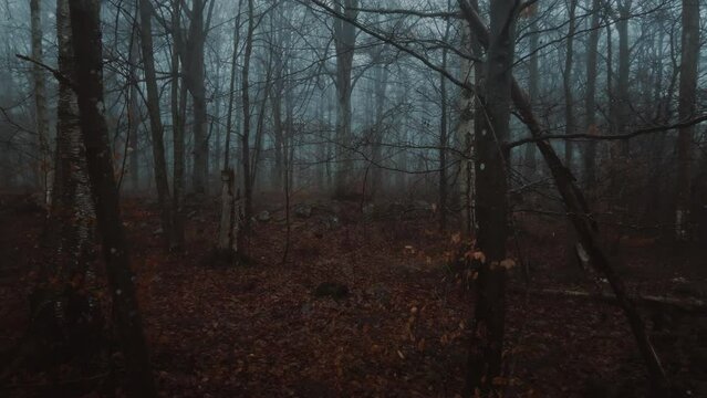 Dark Misty Forest