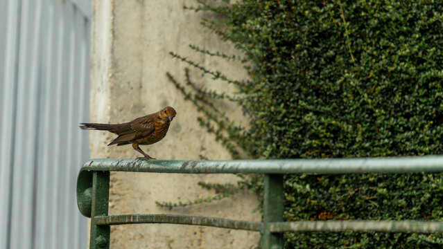 pigeon ramier dans son sapin