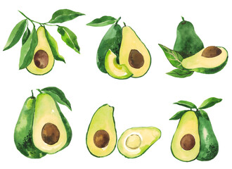 set of avocado watercolor hand drawn illustration on transparent background