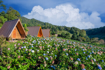 beautiful landscape Hydrangea flower field in Chom Thong District Chiangmai thailand,is one of the...