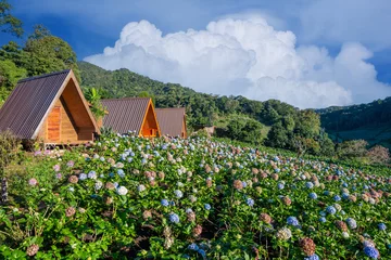 Tuinposter beautiful landscape Hydrangea flower field in Chom Thong District Chiangmai thailand,is one of the best tourism © nopporn