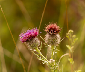 fleur de chardon un soir d'été