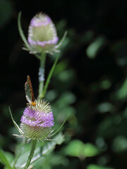 Kaisermantel on a teasel flower