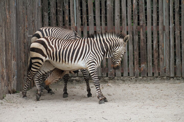 Zebra offspring in a German zoo