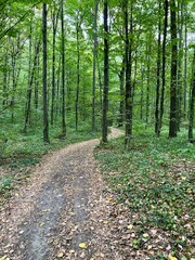 Fototapeta premium path in the woods