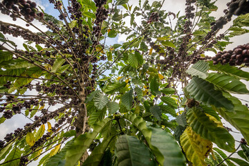Looking up from below, the coffee branches are full of ripe berries