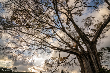 Canopy of an ancient banyan tree
