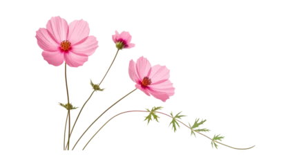 Fotobehang pink flowers isolated on transparent background cutout © Papugrat