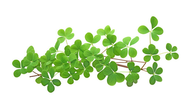 clover leaves isolated on transparent background cutout