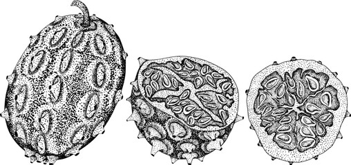 Kiwano fruits, cucumis metulifer, horned melon. Vector hand drawn, engraving illustration