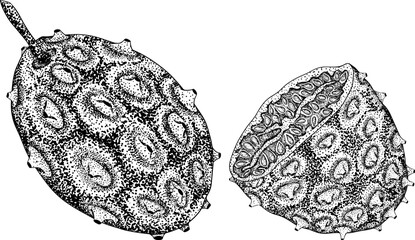 Kiwano fruits, cucumis metulifer, horned melon. Vector hand drawn, engraving illustration
