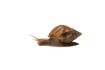 Brown snail is moving on white background. Thailand Snail.A snail consists of two parts that cannot be separated: the body or the shellfish. and body shells It is the space inside the shell. 