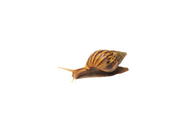 Brown land snail crawling slowly on clean white background, side view of gastropod mollusk with striped shell, isolated nature element for biology and education design, garden snail movement. © Nutyuwan
