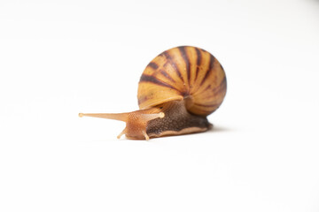 Brown snail on white background. Thailand Snail.
A snail consists of two parts that cannot be separated: the body or the shellfish. and body shells It is the space inside the shell. 