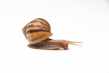 Brown snail on white background. Thailand Snail.
A snail consists of two parts that cannot be separated: the body or the shellfish. and body shells It is the space inside the shell. 