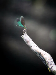 damselfly perch on a tree branch