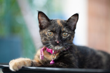 Selective focus of a cute tortoiseshell kitten wearing a pink collar with a bell, sitting and looking at the camera with curious eyes, mottled black and orange fur domestic cat. © Nutyuwan