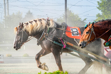 十勝ばんえい競馬