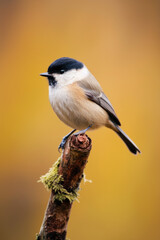 Fototapeta premium petit oiseau en gros plan posé sur un branche d'arbre, arrière plan flou