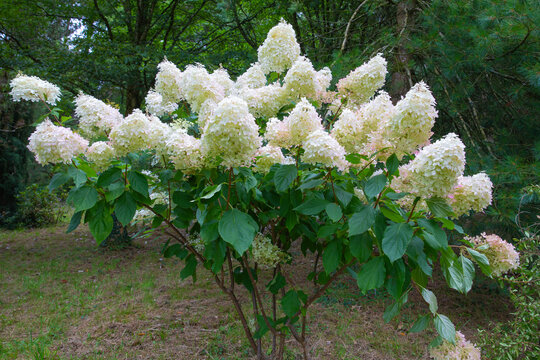 Hydrangea paniculata dolly