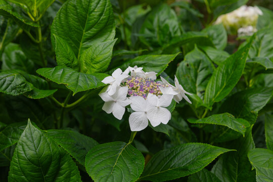Hydrangea macrophylla libelle