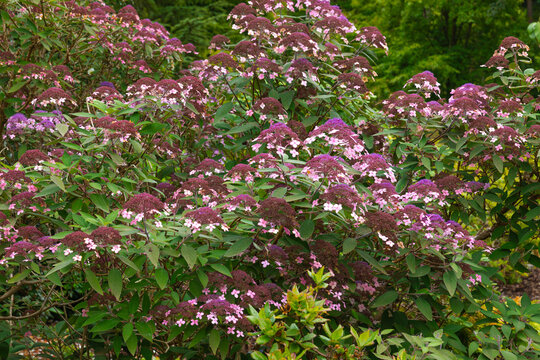 Hydrangea aspera velvet and lace
