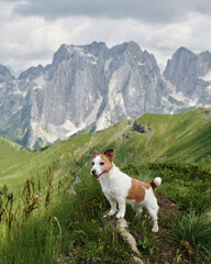 Travel with dog in alpine meadows, mountains. Jack Russell Terrier on peak. hiking in nature