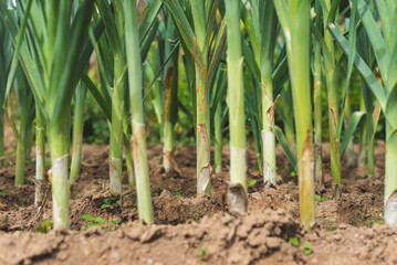 Obraz premium Leek garden on village farm.