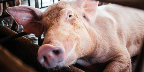 Portrait of cute breeder pig with dirty snout, Close-up of Pig in stable, Pig Breeding farm in swine business in tidy and  indoor © NARONG
