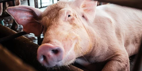 Fotobehang Portrait of cute breeder pig with dirty snout, Close-up of Pig in stable, Pig Breeding farm in swine business in tidy and  indoor © NARONG